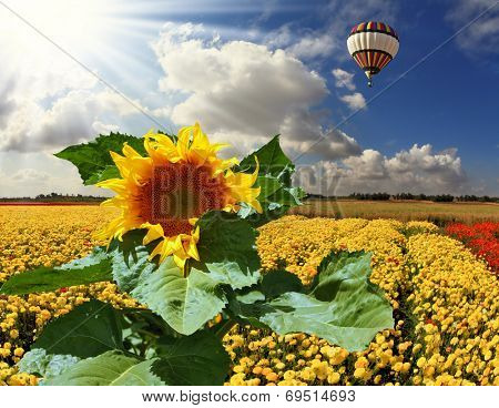 The huge multi-colored balloon flies in the cloudy sky over the kibbutz field. The field is sowed by blossoming yellow buttercups and a picturesque sunflower