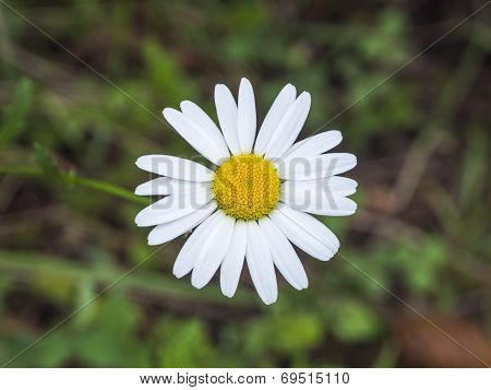 Camomile on a meadow