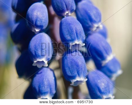 Blue Bell pequeñas flores Macro en la luz del sol que muestra detalles