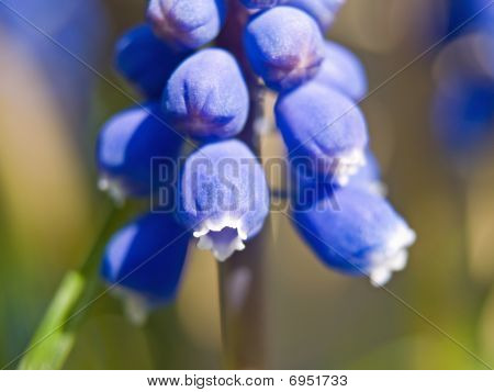 Blue Bell pequeñas flores Macro en la luz del sol que muestra detalles