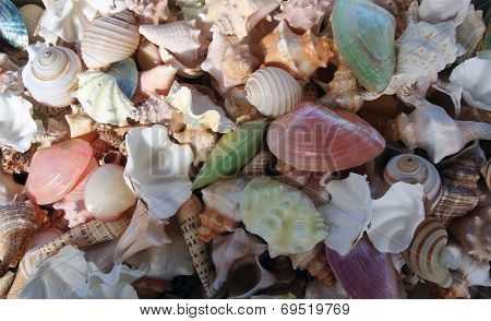 Seashells as background