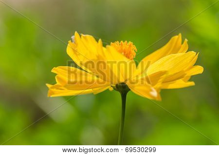 Cosmos Sulphureus Flower