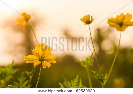 Cosmos Sulphureus Flower