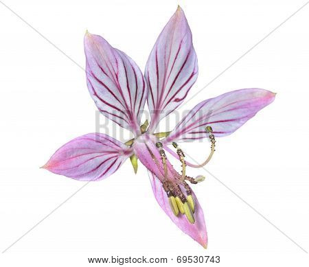 Flower Fraxinella