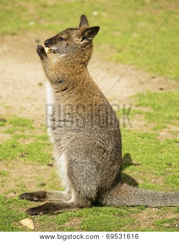 Wallaby