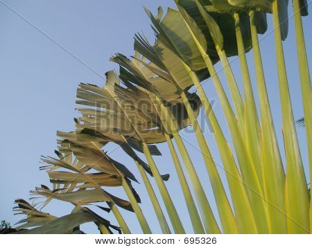 Giantbird
