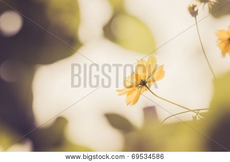 Cosmos Sulphureus Flower Vintage