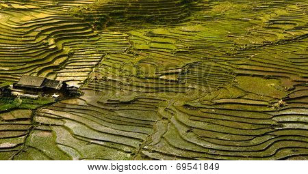 Rice field terrace and house
