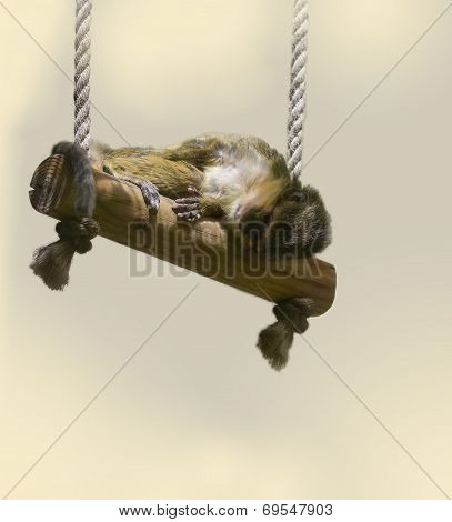 Dwarf monkey on the swing