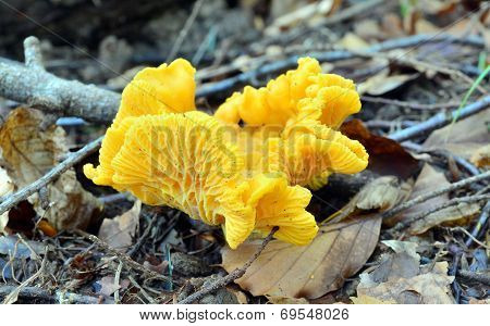 Chanterelle