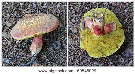 Xerocomus Cisalpinus