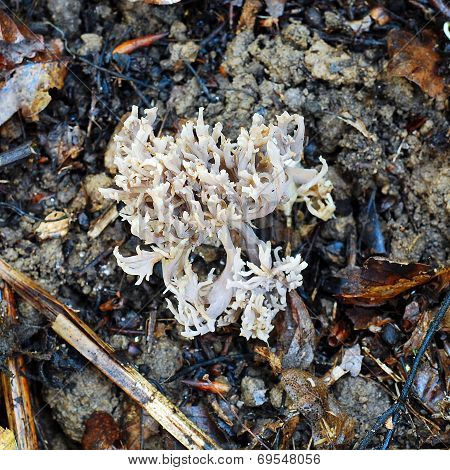Ramaria Gracilis