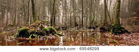 Swamp