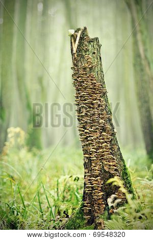Rotten trunk