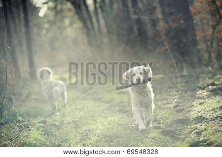 Dog playing