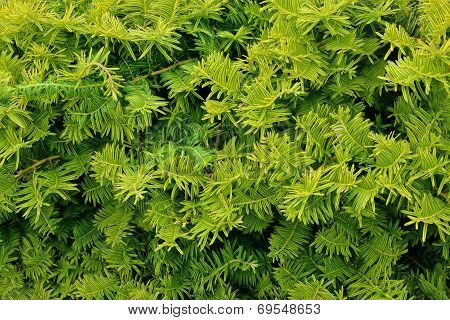 Evergreen Luscious Foliage