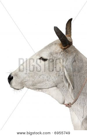 Mucca