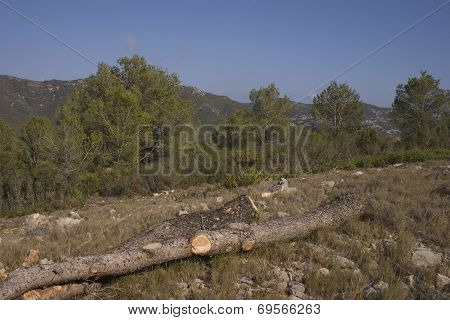 Muslim town of Alcala de Xivert
