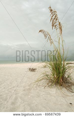 Beach Grass