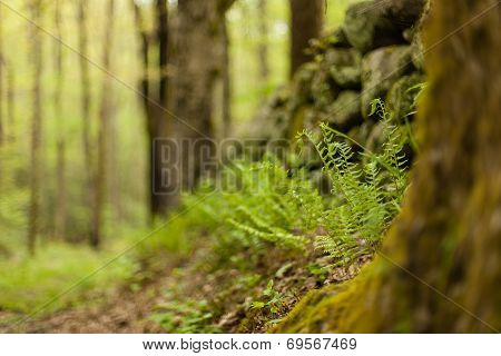 Ferns