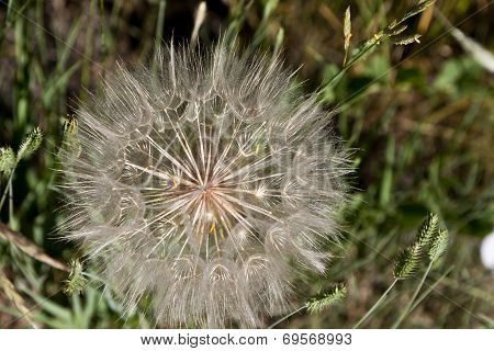 Intricate Wildflower Seedhead