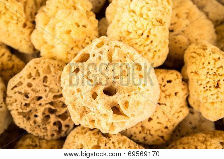 Collection Of Sea Sponges In Florida