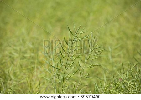 Canola or oilseed rape (Brassica napus) seed pods, before harvest.