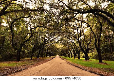 Oak lined entrance at Wormsloe Plantation 1