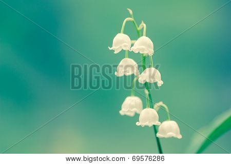 Lily Of The Valley Fragrance