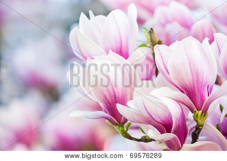 Pink Flower Magnolia
