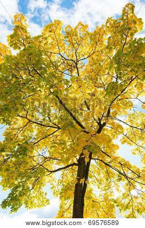 Autumn Tree