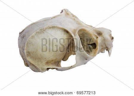 Slow Loris Monkey Skull
