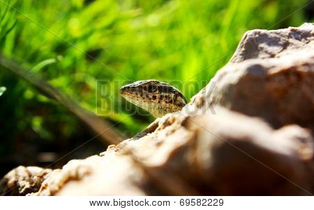 Lizard