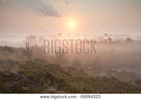 Gold  Misty Sunrise Over Hills