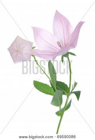 Pink Platycodon Grandiflorus