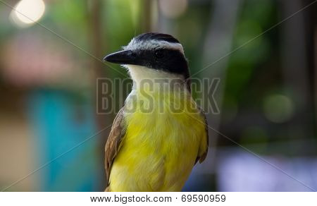 Front View Of A Great Kiskedee