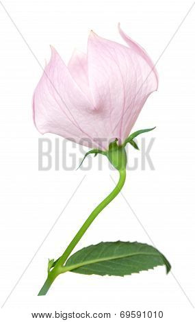 Pink Platycodon Grandiflorus