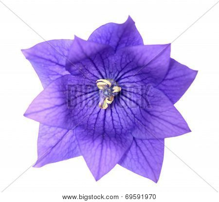 Platycodon Grandiflorus