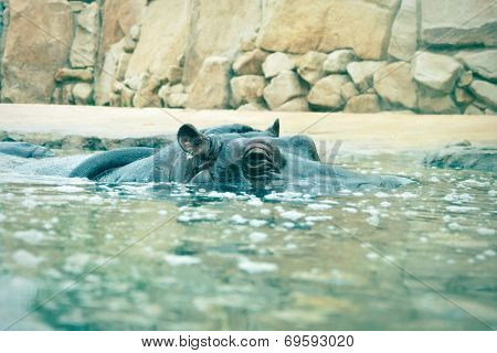 the hippopotamus looking out of the water