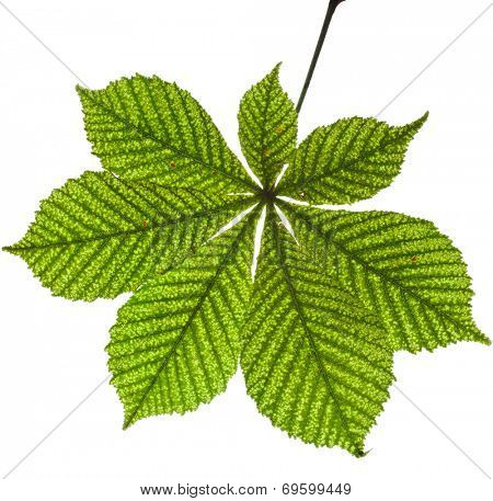 One Single Leaf of horse chestnut tree close up (Aesculus hippocastanum) isolated on a white background