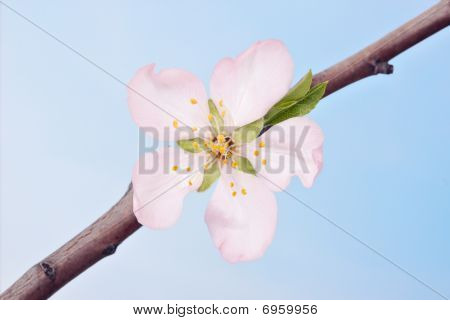 Single Almond Tree Flower
