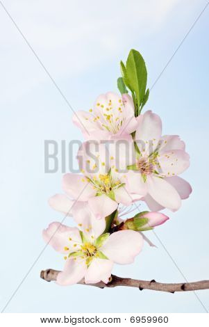 Bunch Of Almond Tree Flowers