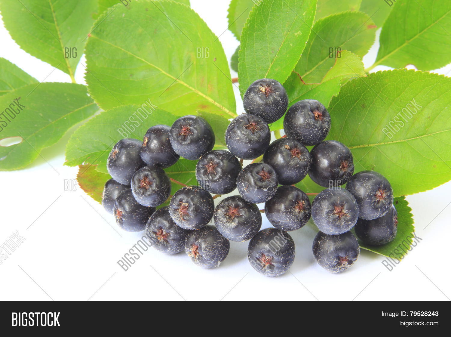 Purple Chokeberry Image & Photo (Free Trial) Bigstock
