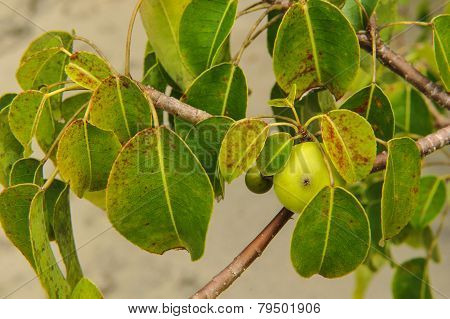 The Deadly Manchineel Tree And Apple Fruit