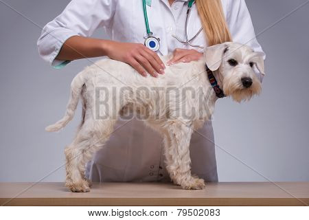 Female veterinarian examines little dog
