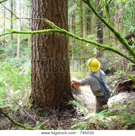 Logger caduta grande albero 2