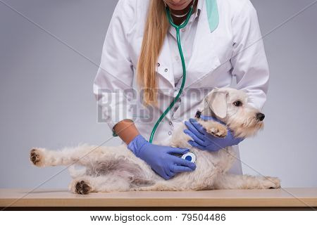Female veterinarian examines little dog with stethoscope