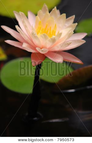 NENUPHAR