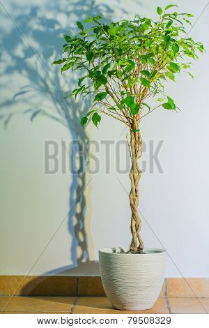 Ficus benjamina - background photo with flower and its shadow