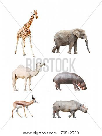 Great collection of big african mammals.